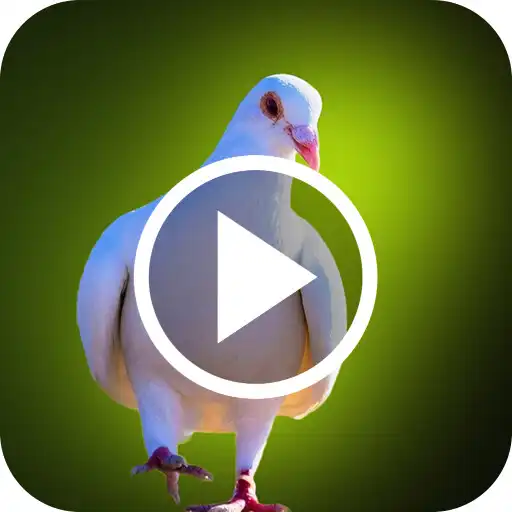 Play Pigeon Video Wallpapers APK Play Pigeon Video Wallpapers APK
