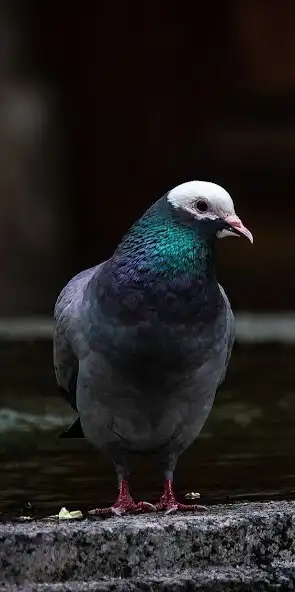 Play Pigeon Video Wallpapers  and enjoy Pigeon Video Wallpapers with UptoPlay