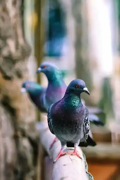 Play Pigeon Video Wallpapers as an online game Pigeon Video Wallpapers with UptoPlay