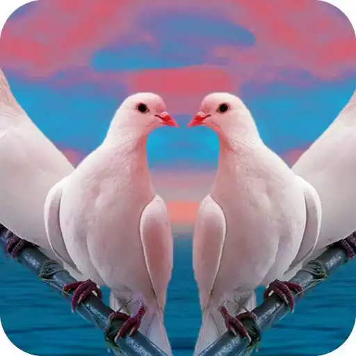 Play Pigeon Wallpaper HD APK Play Pigeon Wallpaper HD APK
