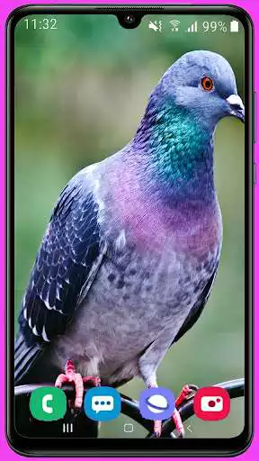 Play Pigeon Wallpaper HD  and enjoy Pigeon Wallpaper HD with UptoPlay