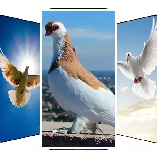 Play Pigeon Wallpaper APK