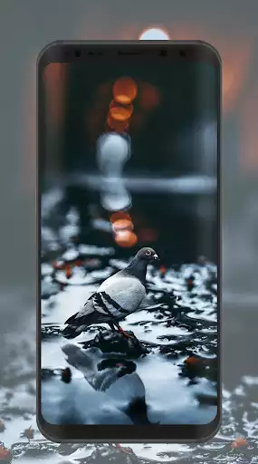 Play Pigeon Wallpaper and enjoy Pigeon Wallpaper with UptoPlay Play Pigeon Wallpaper and enjoy Pigeon Wallpaper with UptoPlay