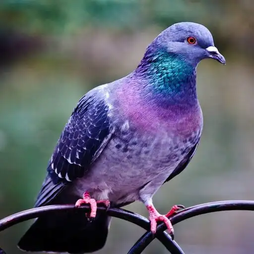 Play Pigeon Wallpapers APK Play Pigeon Wallpapers APK