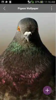 Play Pigeon Wallpapers