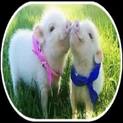 Play Pig Live Wallpaper APK