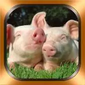 Free play online Pig Photos and Videos APK