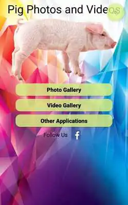 Play Pig Photos and Videos