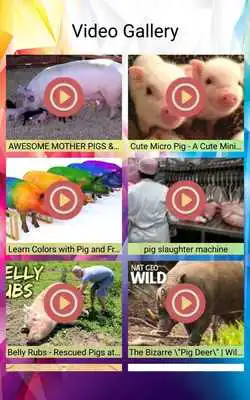 Play Pig Photos and Videos