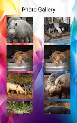 Play Pig Photos and Videos