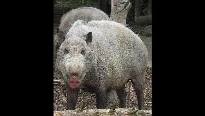 Play Pig Photos and Videos