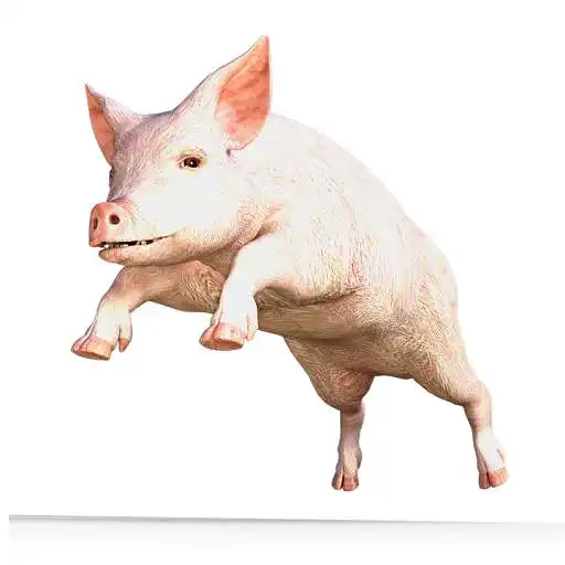 Play Pig Snort Sound APK Play Pig Snort Sound APK