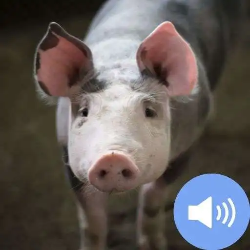 Play Pig Sounds and Wallpapers APK