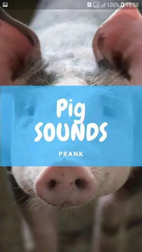 Play Pig Sounds and Wallpapers  and enjoy Pig Sounds and Wallpapers with UptoPlay