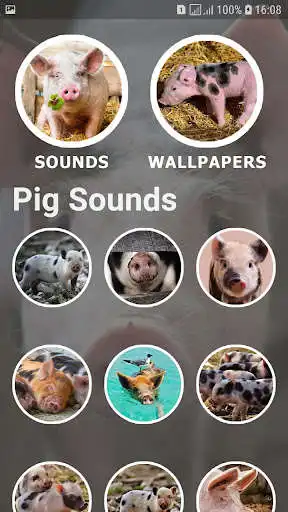 Play Pig Sounds and Wallpapers as an online game Pig Sounds and Wallpapers with UptoPlay