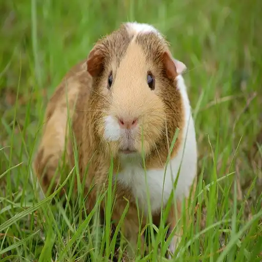 Play Pig Sounds APK Play Pig Sounds APK