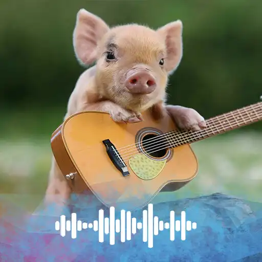 Play Pig Sounds  Ringtones APK