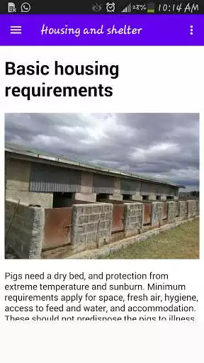 Play Pigs Premium App  and enjoy Pigs Premium App with UptoPlay