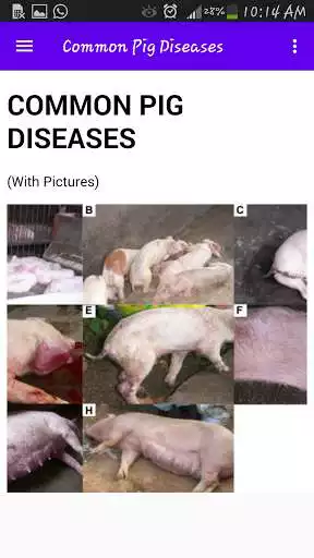 Play Pigs Premium App as an online game Pigs Premium App with UptoPlay