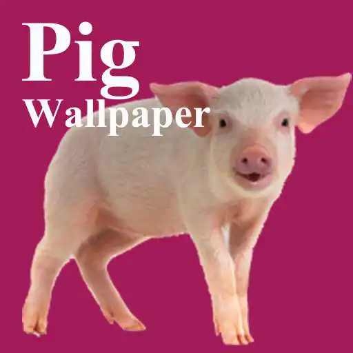 Play Pigs Wallpaper APK Play Pigs Wallpaper APK
