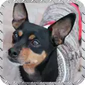 Free play online Pincher Wallpaper APK