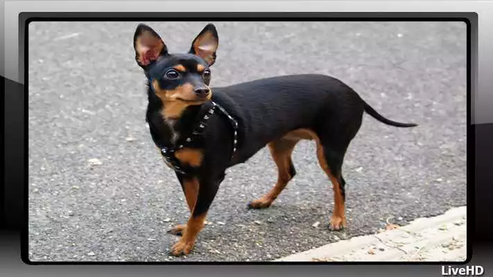 Play Pincher Wallpaper