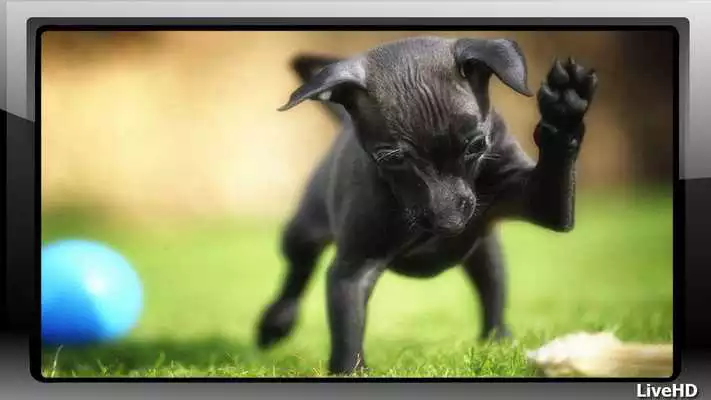 Play Pincher Wallpaper