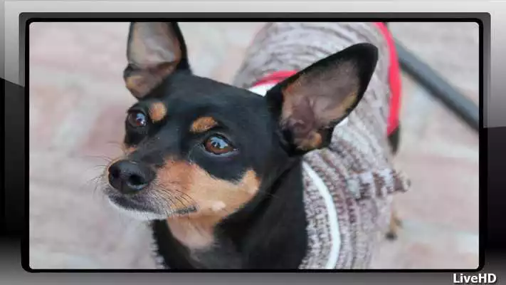 Play Pincher Wallpaper