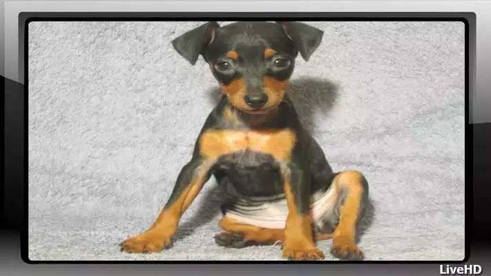 Play Pincher Wallpaper