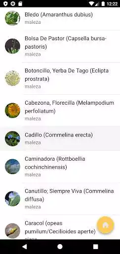 Play PineApp Costa Rica as an online game PineApp Costa Rica with UptoPlay