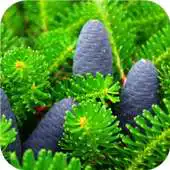 Free play online Pine cones. Live wallpaper APK Free play online Pine cones. Live wallpaper APK