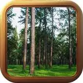 Free play online Pine forests live wallpaper HD APK Free play online Pine forests live wallpaper HD APK