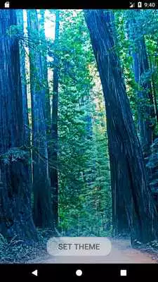 Play Pine forests live wallpaper HD