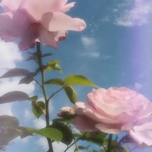 Play Pink Aesthetic Wallpaper APK Play Pink Aesthetic Wallpaper APK