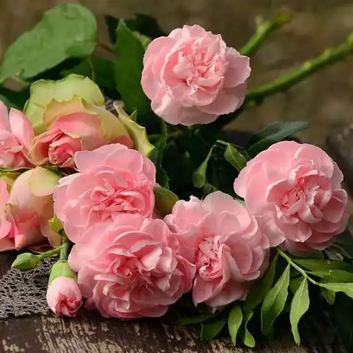 Play Pink Flowers Wallpaper APK