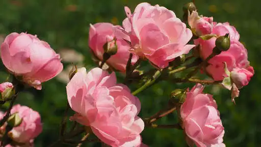 Play Pink Flowers Wallpaper as an online game Pink Flowers Wallpaper with UptoPlay