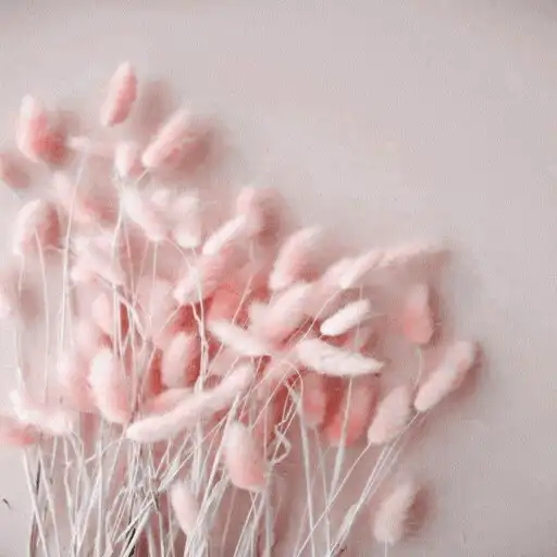 Play pink image _  pink wallpaper APK