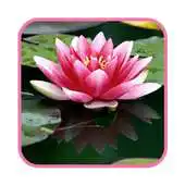 Free play online Pink Lotus Live wallpaper Free APK Free play online Pink Lotus Live wallpaper Free APK