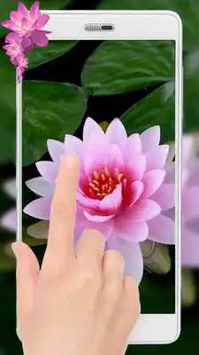Play Pink Lotus Live wallpaper Free