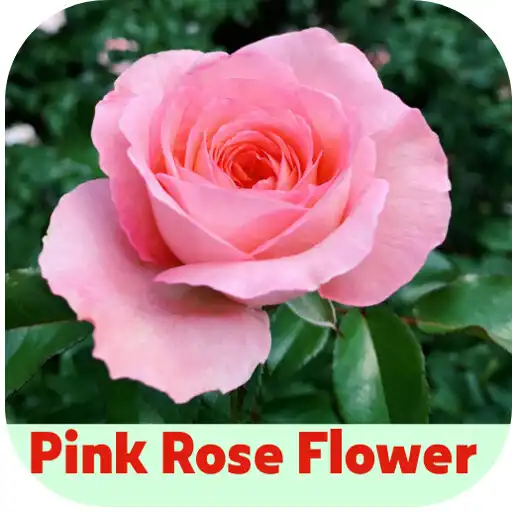 Play Pink Rose Flower APK Play Pink Rose Flower APK
