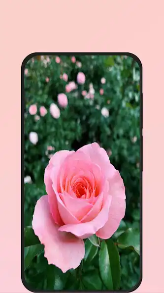 Play Pink Rose Flower  and enjoy Pink Rose Flower with UptoPlay