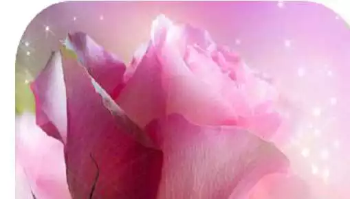 Free play online Pink Rose HD Wallpapers  APK