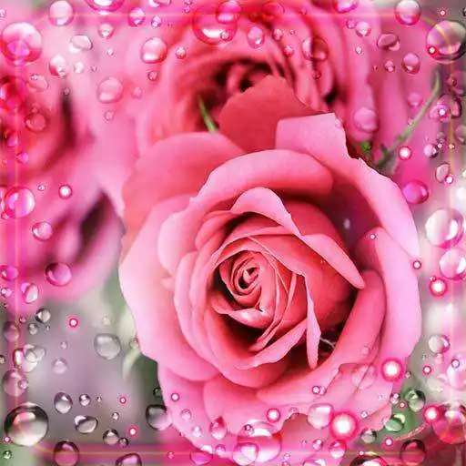 Play Pink Roses Dew Live Wallpaper APK