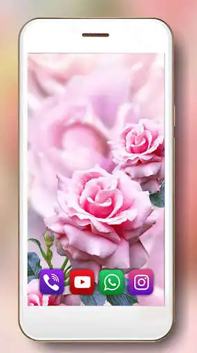 Play Pink Roses Dew Live Wallpaper  and enjoy Pink Roses Dew Live Wallpaper with UptoPlay
