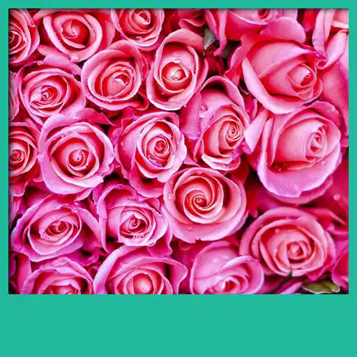 Free play online Pink Roses Live Wallpapers APK Free play online Pink Roses Live Wallpapers APK