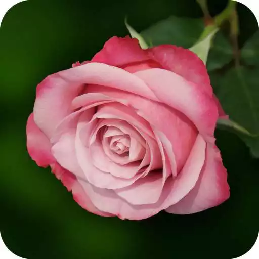 Play Pink Rose Wallpaper APK Play Pink Rose Wallpaper APK