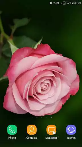 Play Pink Rose Wallpaper  and enjoy Pink Rose Wallpaper with UptoPlay