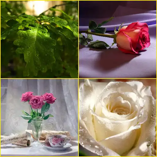 Play Pink Rose, White Rose, Leaf Wallpapers APK Play Pink Rose, White Rose, Leaf Wallpapers APK
