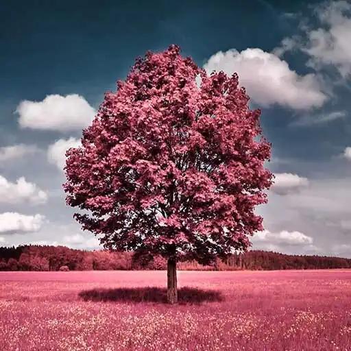 Play Pink Wallpaper 4K HD APK