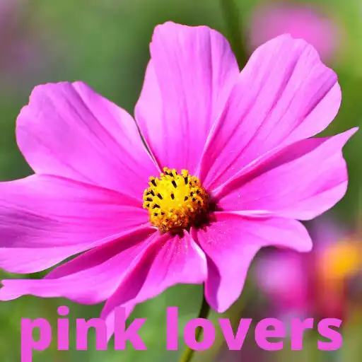 Play Pink wallpapers 2021 APK Play Pink wallpapers 2021 APK